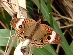 Junonia zonalis - inat 31743134 by {{{name}}}. Used under a CC0 license.