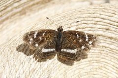 Anthanassa argentea by Juan Cruzado Cortés. Used under a CC BY-SA 4.0 license.