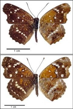Anthanassa texana by Northern Prairie Wildlife Research Center - USGS. Used under a Public domain license.