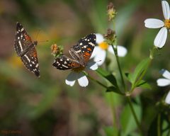 Anthanassa texana 232420834 by Roy Cohutta Brown. Used under a CC BY 4.0 license.