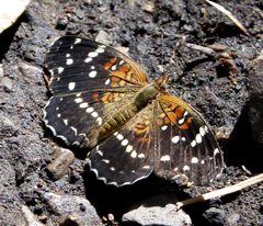 Texan Crescent - Anthanassa texana texana - Flickr - gailhampshire by gailhampshire from Cradley, Malvern, U.K. Used under a CC BY 2.0 license.