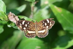 Anthanassa tulcis 1 by Anne Toal from US. Used under a CC BY 2.0 license.