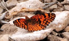 Spring Mountains acastus checkerspot Butterfly by Pacific Southwest Region U.S. Fish and Wildlife Service. Used under a Public domain license.