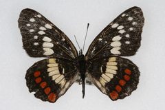 Chlosyne eumeda by Unspecified, Colorado State University. Used under a CC BY 3.0 license.