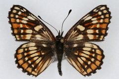 Chlosyne fulvia female by Unspecified, Colorado State University. Used under a CC BY 3.0 license.