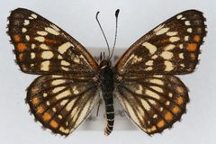 Chlosyne fulvia male by Unspecified, Colorado State University. Used under a CC BY 3.0 license.
