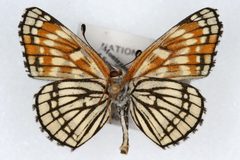 Chlosyne fulvia ventral by Unspecified, Colorado State University. Used under a CC BY 3.0 license.