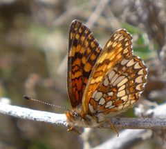 Chlosyne gabbii 3747279 by icosahedron. Used under a CC BY 4.0 license.