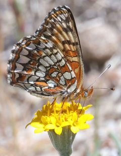 Chlosyne gabbii 127301857 by Pinnacles National Park. Used under a CC BY 4.0 license.