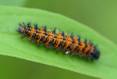 Chlosyne harrisii 288673828 by Jimmy Dee. Used under a CC BY-SA 4.0 license.