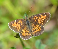 Chlosyne harrisii 293886214 by Bex Goreham. Used under a CC BY 4.0 license.