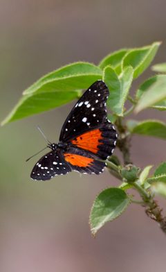 Chlosyne janais janais - 30544681214 by Kristof Zyskowski & Yulia Bereshpolova. Used under a CC BY 2.0 license.