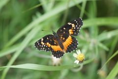Chlosyne lacinia adjutrix by Hesner Coto Fuentes. Used under a CC BY 4.0 license.