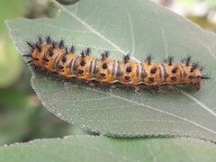 Chlosyne lacinia adjutrix larva by Gerardo Velazco. Used under a CC BY-SA 4.0 license.