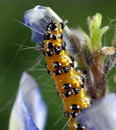 Chlosyne lacinia caterpillar by Clinton &amp; Charles Robertson from Del Rio, Texas &amp; College Station, TX, USA. Used under a CC BY 2.0 license.