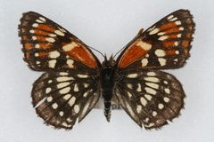 Chlosyne leanira by Unspecified, Colorado State University. Used under a CC BY 3.0 license.