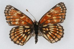 Chlosyne leanira1 by Unspecified, Colorado State University. Used under a CC BY 3.0 license.
