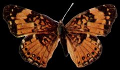 Chlosyne nycteis-black by Nature Study Publishing Company, Chicago.
. Used under a Public domain license.