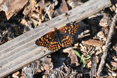 Chlosyne palla by CATCTATTACCAC. Used under a CC BY-SA 4.0 license.