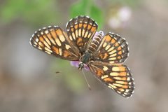 Chlosyne theona by Anne Toal from US. Used under a CC BY 2.0 license.