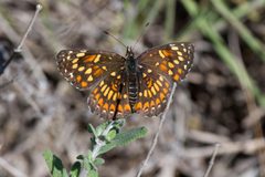 Chlosyne theona mullinsi - 30544680464 by Kristof Zyskowski &amp; Yulia Bereshpolova. Used under a CC BY 2.0 license.
