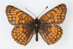 Chlosyne whitneyi by Unspecified, Colorado State University. Used under a CC BY 3.0 license.