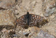 Euphydryas anicia brucei P1220392a by 
xpda. Used under a CC BY-SA 4.0 license.