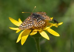 Euphydryas anicia windi P1250908a by 
xpda. Used under a CC BY-SA 4.0 license.