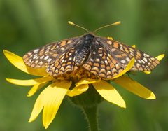 Euphydryas anicia windi P1250911a by 
xpda. Used under a CC BY-SA 4.0 license.