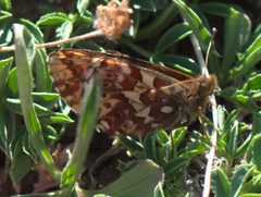 Boloria P1290673a by 
xpda. Used under a CC BY-SA 4.0 license.