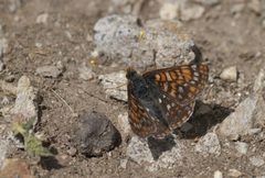 Euphydryas anicia brucei P1220395a by 
xpda. Used under a CC BY-SA 4.0 license.