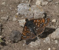 Euphydryas anicia brucei P1220396a by 
xpda. Used under a CC BY-SA 4.0 license.
