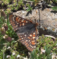 Euphydryas anicia brucei P1290670a by 
xpda. Used under a CC BY-SA 4.0 license.