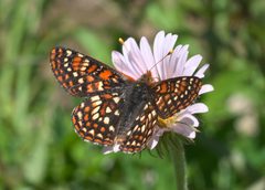 Euphydryas anicia hopfingeri P1050203c by
xpda. Used under a CC BY-SA 4.0 license.