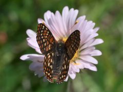 Euphydryas anicia hopfingeri P1050204b by
xpda. Used under a CC BY-SA 4.0 license.