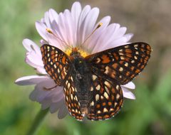 Euphydryas anicia hopfingeri P1050206b by
xpda. Used under a CC BY-SA 4.0 license.