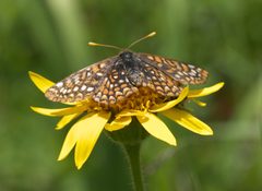 Euphydryas anicia windi P1250909a by 
xpda. Used under a CC BY-SA 4.0 license.