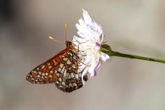 Euphydryas chalcedona 297575988 by Alicia Di Rado. Used under a CC BY 4.0 license.