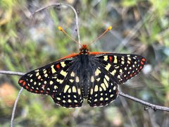 Euphydryas chalcedona 366674537 by Kristen Nelson. Used under a CC0 license.