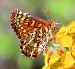 Euphydryas chalcedona 369831907 by Irene. Used under a CC0 license.