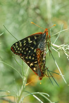 Euphydryas chalcedona chalcedona-Copulating-1 by Eugene Zelenko. Used under a CC BY-SA 4.0 license.