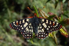 Euphydryas chalcedona chalcedona-Male-5 by Eugene Zelenko. Used under a CC BY-SA 4.0 license.