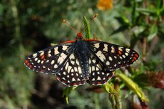 Euphydryas chalcedona chalcedona-Male-6 by Eugene Zelenko. Used under a CC BY-SA 4.0 license.