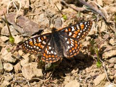 Euphydryas editha 3185 by Ken-ichi Ueda. Used under a CC BY 4.0 license.