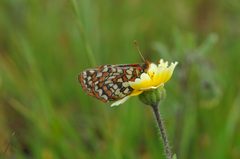 Euphydryas editha bayensis by SACRAMENTO FISH AND WILDLIFE OFFICE; U.S. Fish and Wildlife Service. Used under a Public domain license.