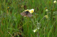 Euphydryas editha butterfly on flower by U.S. Fish and Wildlife Service. Used under a Public domain license.