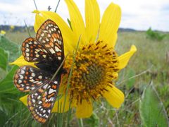 Euphydryas editha taylori by Aaron Barna. Used under a Public domain license.
