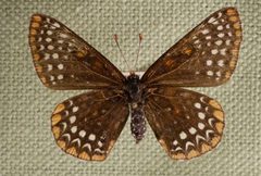 Euphydryas phaeton by Skye McDavid. Used under a CC BY 4.0 license.