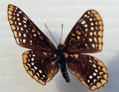 Euphydryas phaeton 4zz by Photo by David J. Stang. Used under a CC BY-SA 4.0 license.