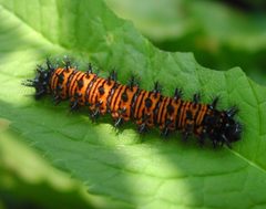 Euphydryas phaeton larva by Pennsylvania Department of Conservation and Natural Resources - Forestry Archive, , Bugwood.org. Used under a CC BY 3.0 us license.